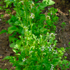 Arugula leaves