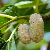 White mulberry extract
